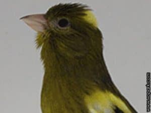 Canari Raza Espagnol LE CANARI DE CHANT ET DE POSTURE