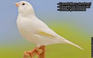 canaris blanc dominant