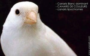 Canaris Blanc dominant et ses secrets génétiques 