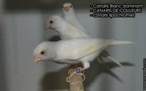 Canaris Blanc dominant et ses secrets génétiques 
