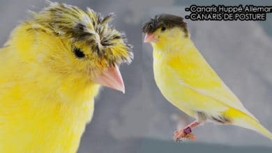 Canaris Huppé Allemand sont-ils des canaris de couleur ou de posture