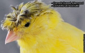 Canaris Huppé Allemand sont-ils des canaris de couleur ou de posture