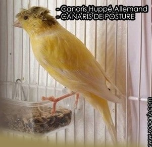 Canaris Huppé Allemand sont-ils des canaris de couleur ou de posture