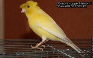 Canaris Huppé Allemand sont-ils des canaris de couleur ou de posture