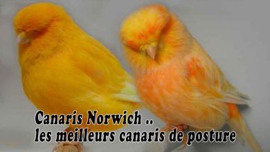 Canaris Norwich - les meilleurs canaris de posture