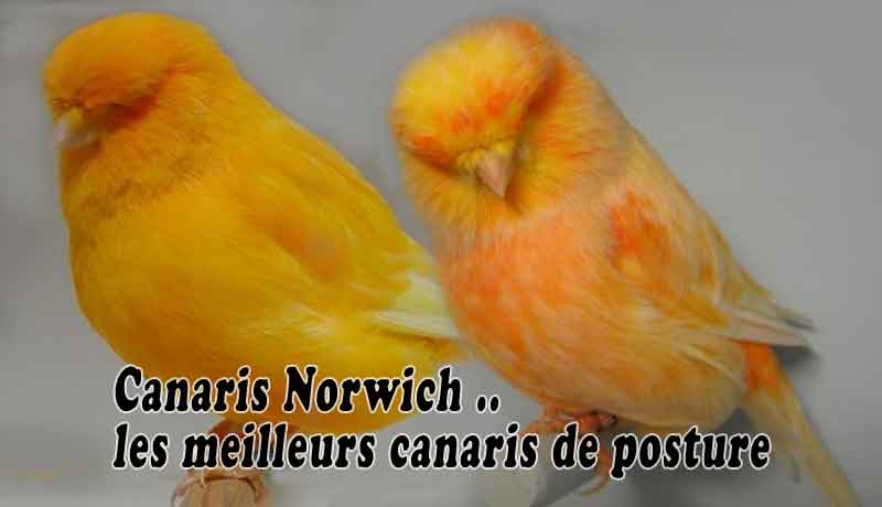 Canaris Norwich - les meilleurs canaris de posture