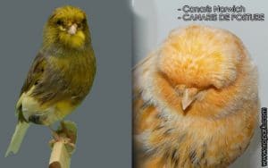 Canaris Norwich - les meilleurs canaris de posture