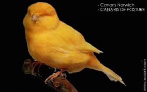 Canaris Norwich - les meilleurs canaris de posture