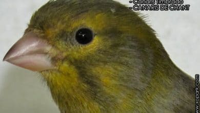 Canaris Timbrado - Meilleur Elevage et Reproduction