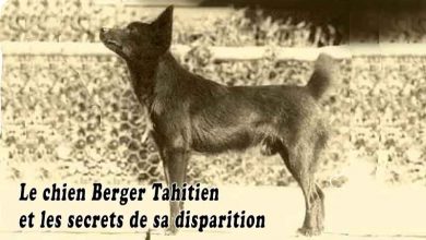 Le chien Berger Tahitien et les secrets de sa disparition