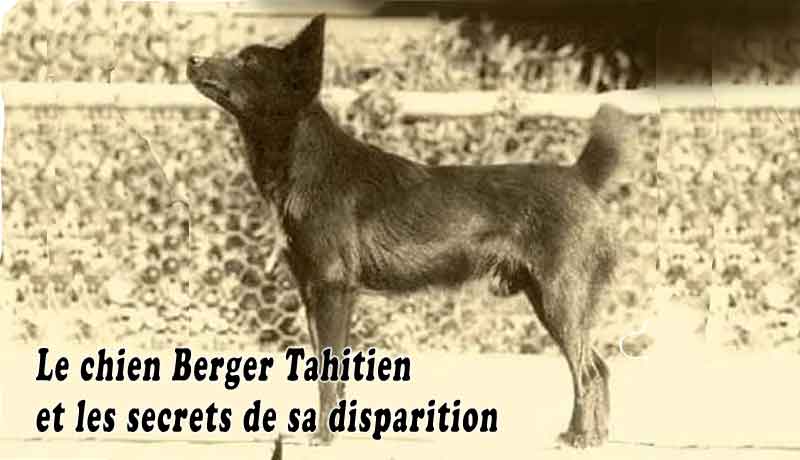 Le chien Berger Tahitien et les secrets de sa disparition