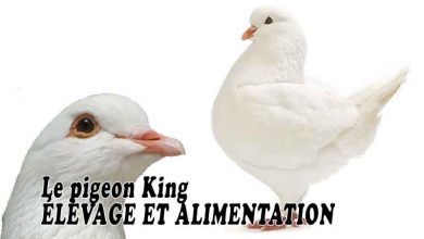 Le pigeon King [ ÉLEVAGE ET ALIMENTATION ]