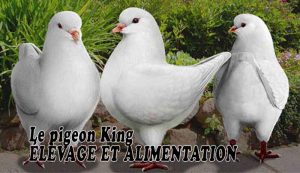 Le pigeon King [ ÉLEVAGE ET ALIMENTATION ]