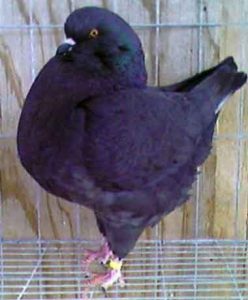 Le pigeon King [ ÉLEVAGE ET ALIMENTATION ]
