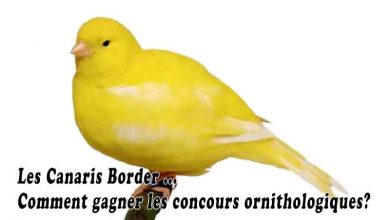 Les Canaris Border - Comment gagner les concours ornithologiques?