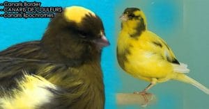 Les Canaris Border - Comment gagner les concours ornithologiques