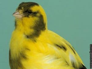 Les Canaris Border - Comment gagner les concours ornithologiques
