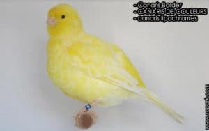 Les Canaris Border - Comment gagner les concours ornithologiques