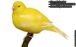 Les Canaris Border - Comment gagner les concours ornithologiques
