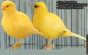 Les Canaris Border - Comment gagner les concours ornithologiques