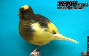 Les Canaris Border - Comment gagner les concours ornithologiques
