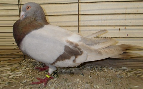 Pigeons Romain - Comment choisir et Comment nourrir