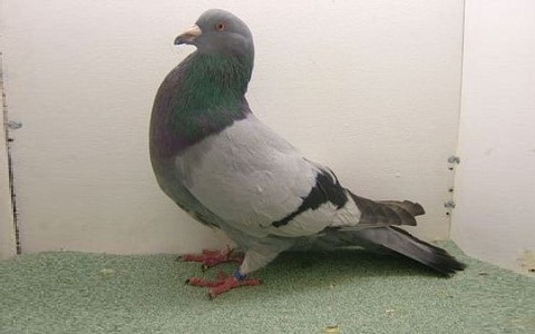 Pigeons Romain - Comment choisir et Comment nourrir