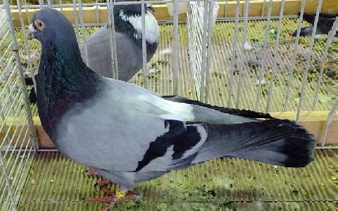 Pigeons Romain - Comment choisir et Comment nourrir