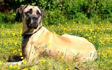 Alangu Mastiff ou Mastiff indienne Chien de puissance et de courage