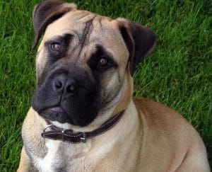 Alangu Mastiff ou Mastiff indienne Chien de puissance et de courage