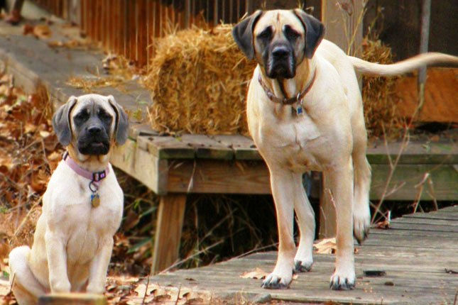 Alangu Mastiff ou Mastiff indienne Chien de puissance et de courage