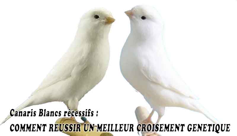 Canaris Blancs récessifs COMMENT REUSSIR UN MEILLEUR CROISEMENT GENETIQUE