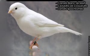 Canaris Blancs récessifs COMMENT REUSSIR UN MEILLEUR CROISEMENT GENETIQUE