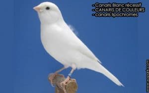 Canaris Blancs récessifs COMMENT REUSSIR UN MEILLEUR CROISEMENT GENETIQUE