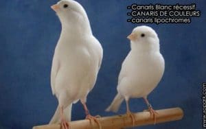 Canaris Blancs récessifs COMMENT REUSSIR UN MEILLEUR CROISEMENT GENETIQUE