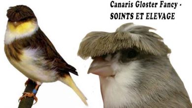 Canaris Gloster Fancy - SOINTS ET ELEVAGE
