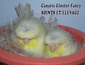 Canaris Gloster Fancy - SOINTS ET ELEVAGE