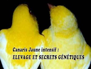 Canaris Jaune intensif - ELEVAGE ET SECRETS GÉNÉTIQUES