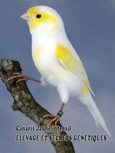 Canaris Jaune intensif - ELEVAGE ET SECRETS GÉNÉTIQUES