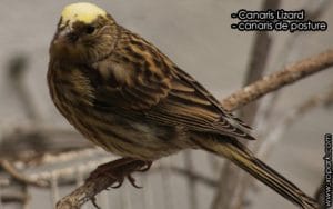 Canaris Lizard : Caractéristiques, Mutations, Reproduction