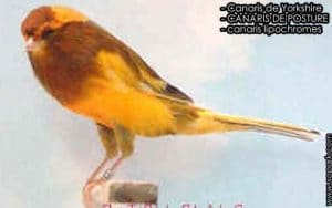 Canaris Yorkshire ACCOUPLEMENT ET CROISEMENT GENETIQUE