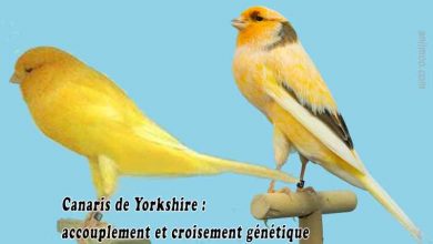 Canaris Yorkshire accouplement et croisement génétique