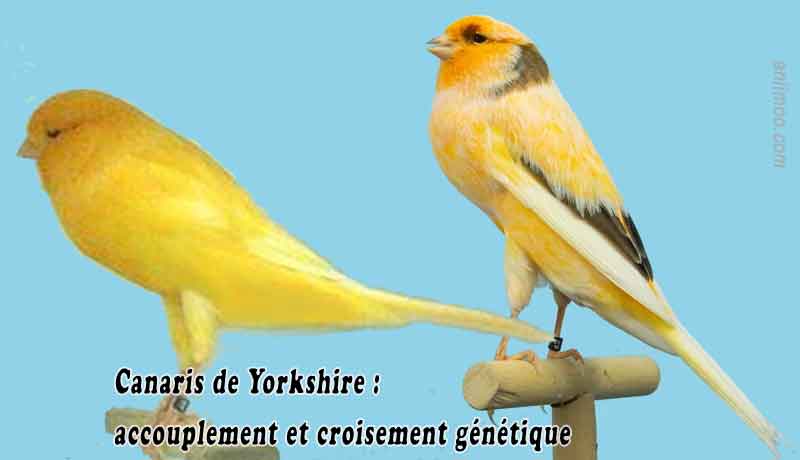 Canaris Yorkshire accouplement et croisement génétique