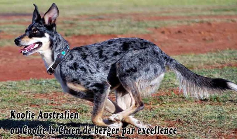 Koolie Australien ou Coolie le Chien de berger par excellence