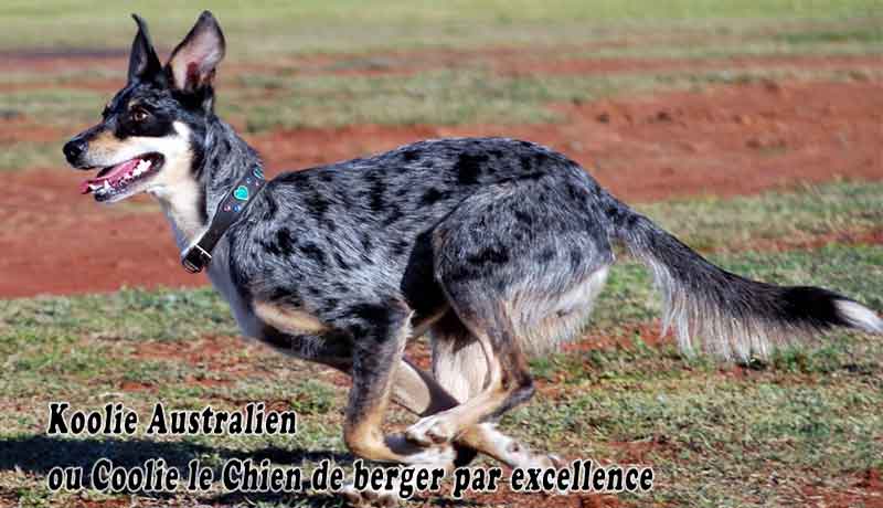 Koolie Australien ou Coolie le Chien de berger par excellence