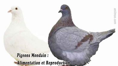 Pigeons Mondain : Alimentation et Reproduction