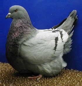 Pigeons Mondain Alimentation et Reproduction