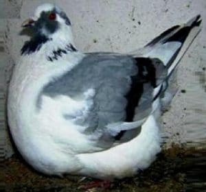 Pigeons Mondain Alimentation et Reproduction