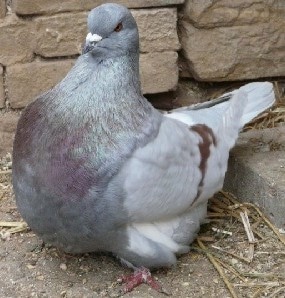 Pigeons Mondain Alimentation et Reproduction