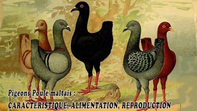 Pigeons Poule maltais : CARACTERISTIQUE, ALIMENTATION, REPRODUCTION